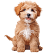 Дополнительные сервисы для тарифа