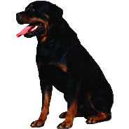 Дополнительные сервисы для тарифа